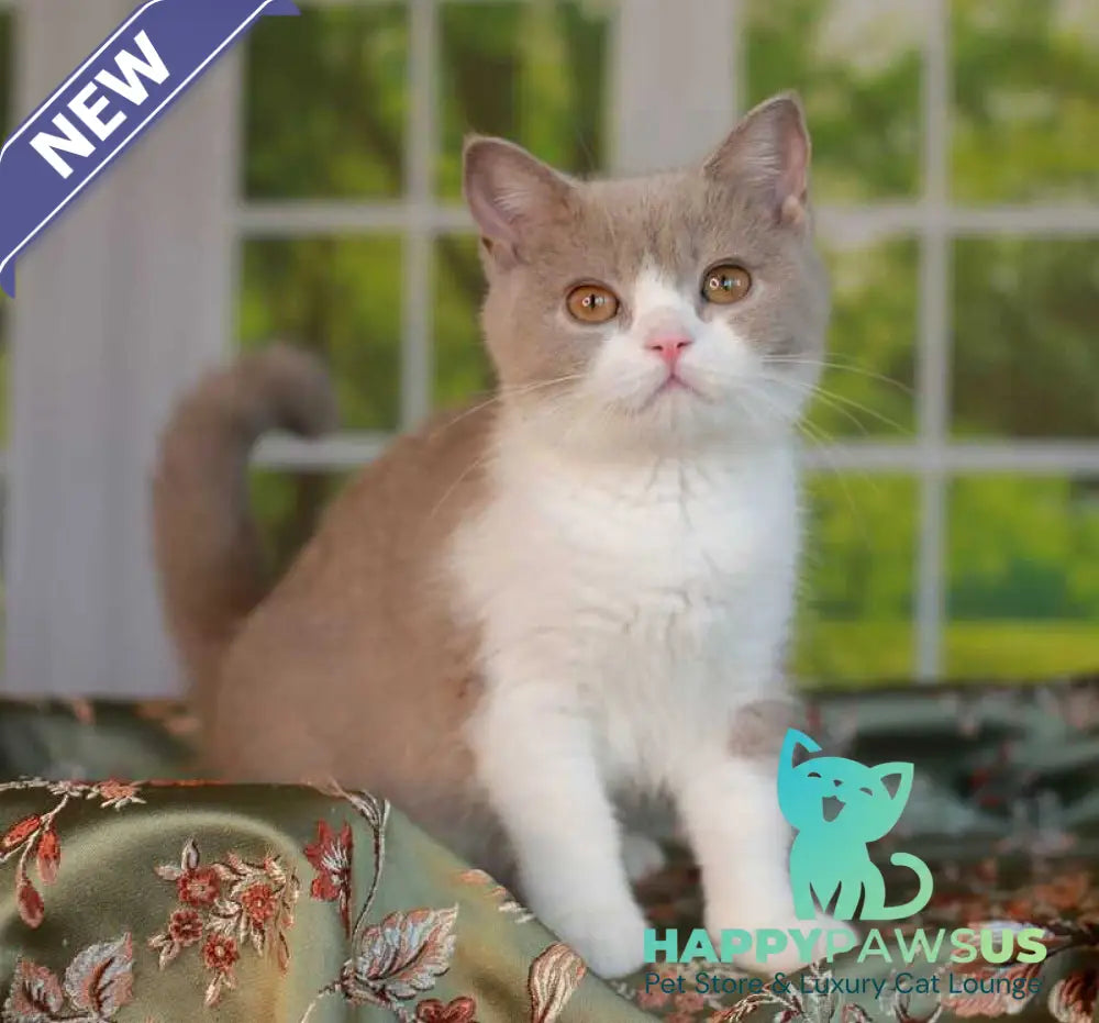 Atos British Shorthair male lilac bicolour - live animals