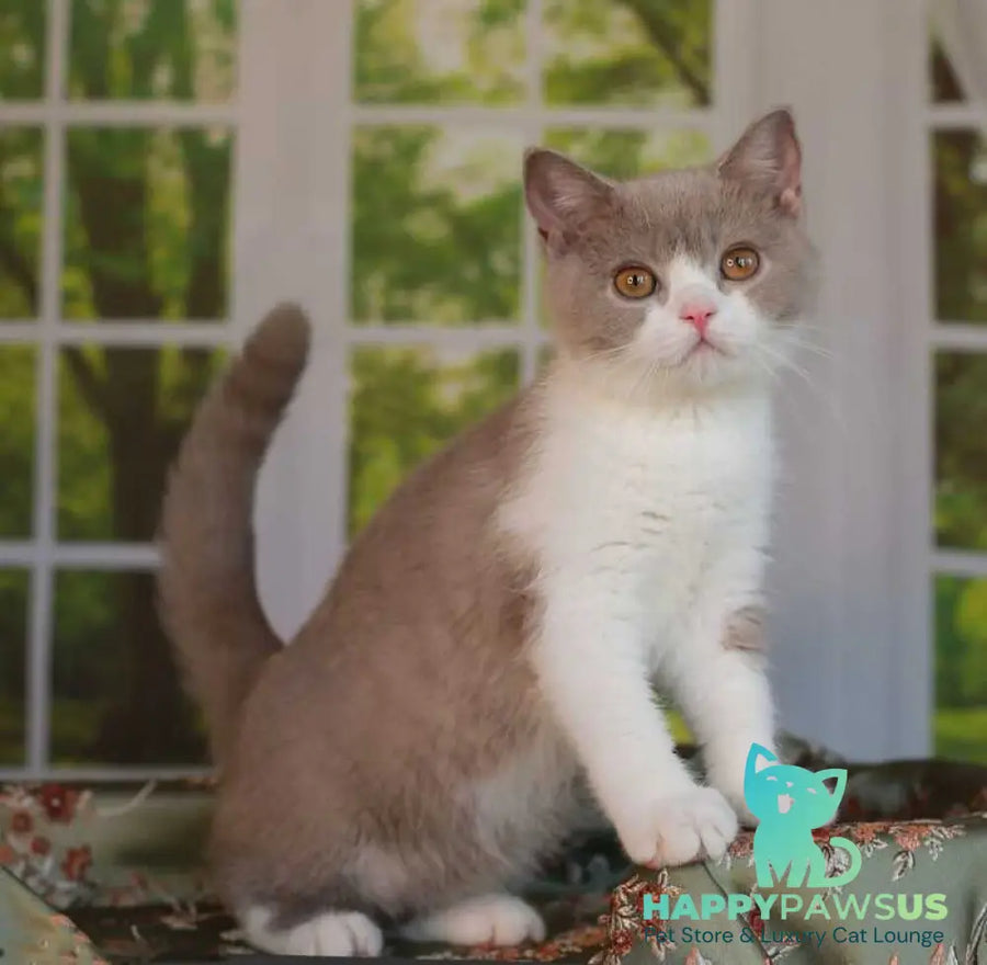 Atos British Shorthair male lilac bicolour - live animals