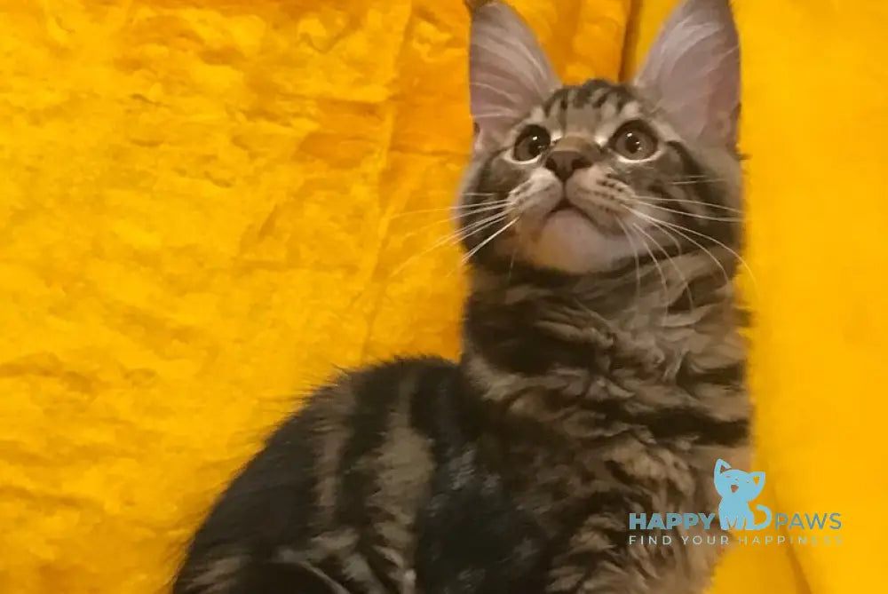Atos Maine Coon male black tabby live animals