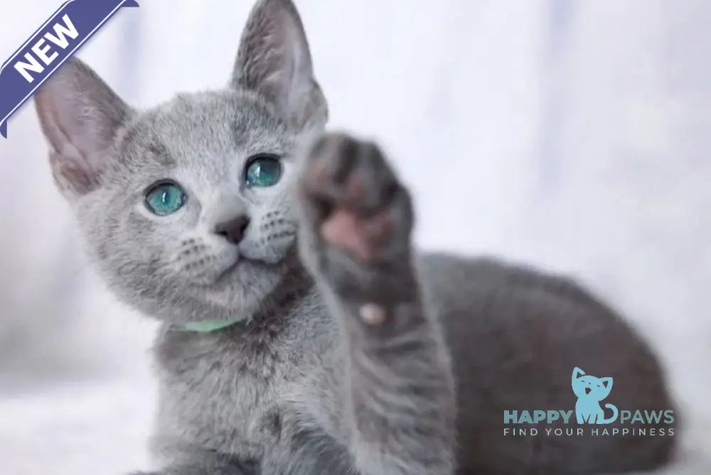 Atos Russian Blue male blue live animals