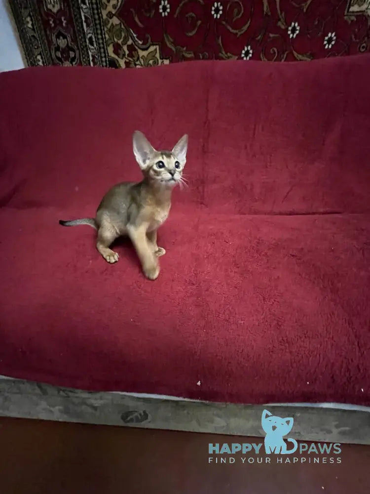 Auchan Abyssinian male black - live animals