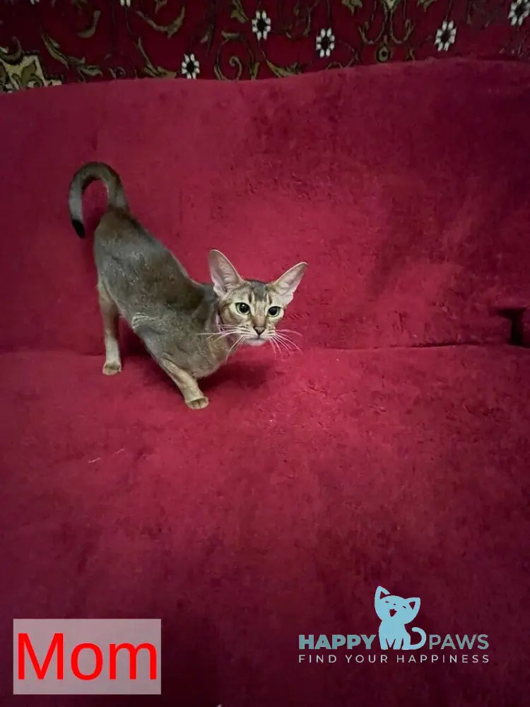 Auchan Abyssinian male black - live animals
