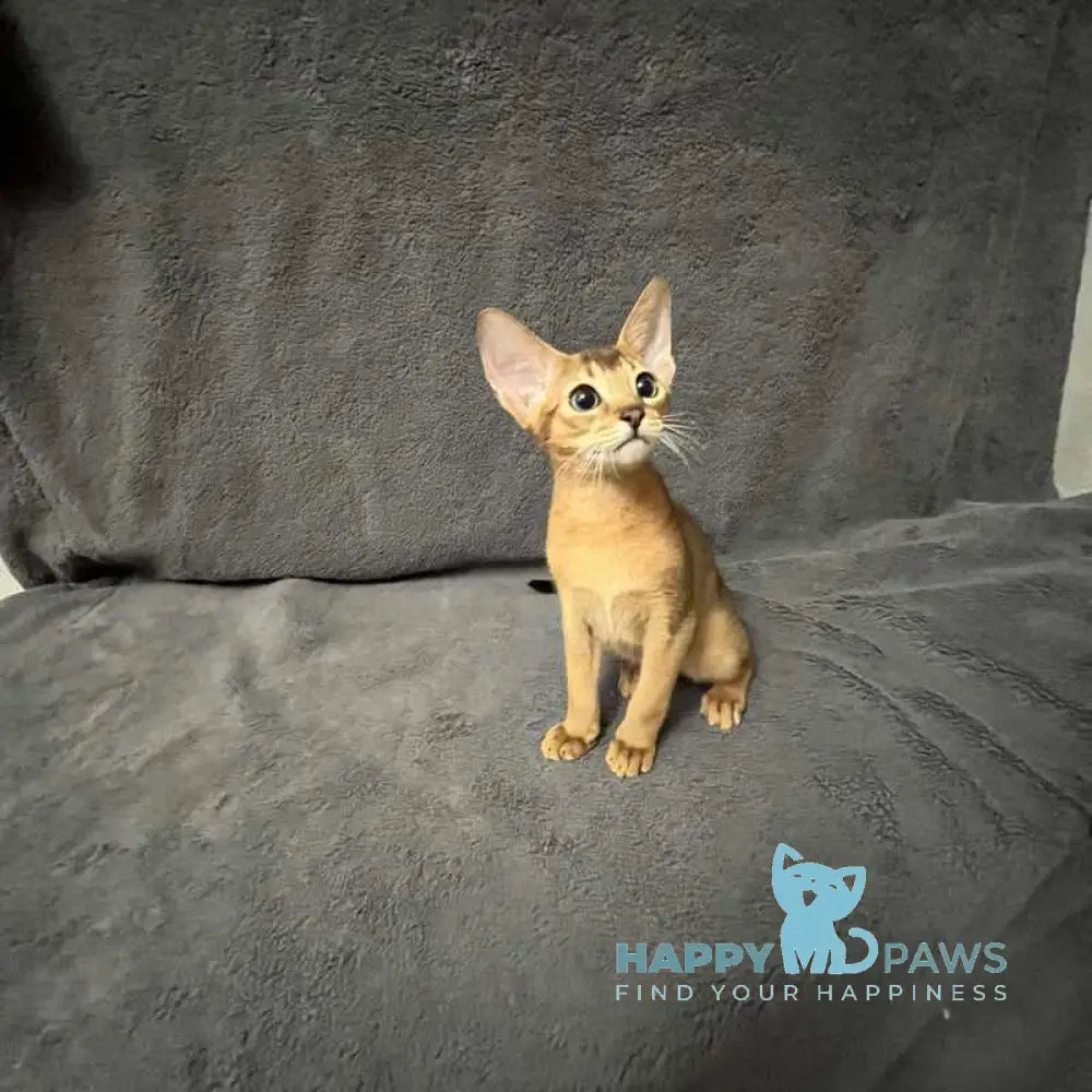 Auchan Abyssinian male black - live animals