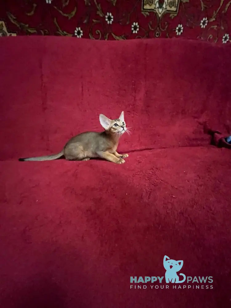 Auchan Abyssinian male black - live animals