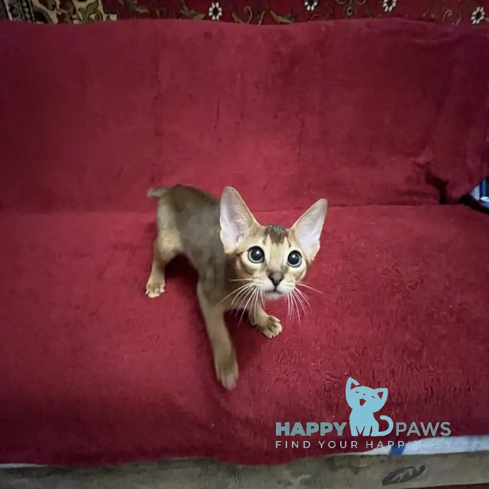 Auchan Abyssinian male black - live animals