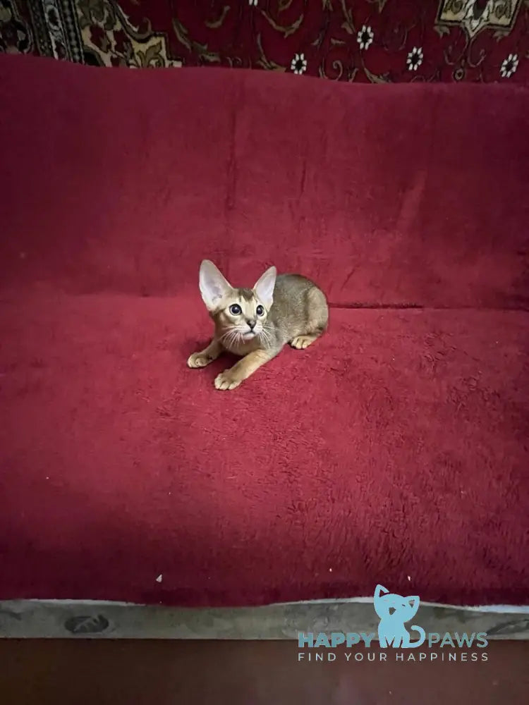 Auchan Abyssinian male black - live animals