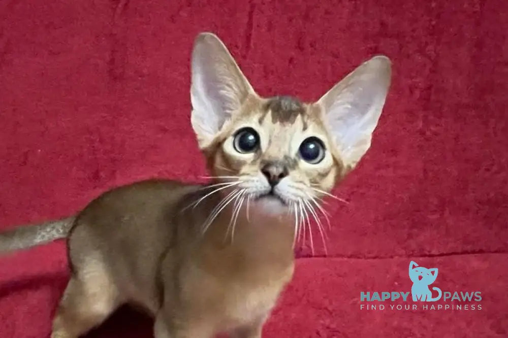 Auchan Abyssinian male black - live animals
