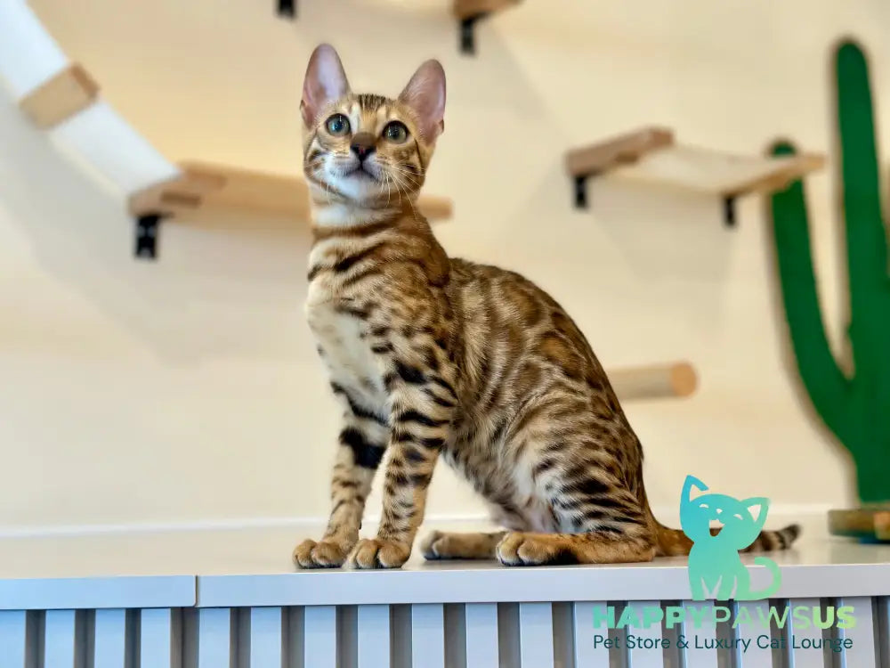 Aura Bengal female black spotted tabby - live animals