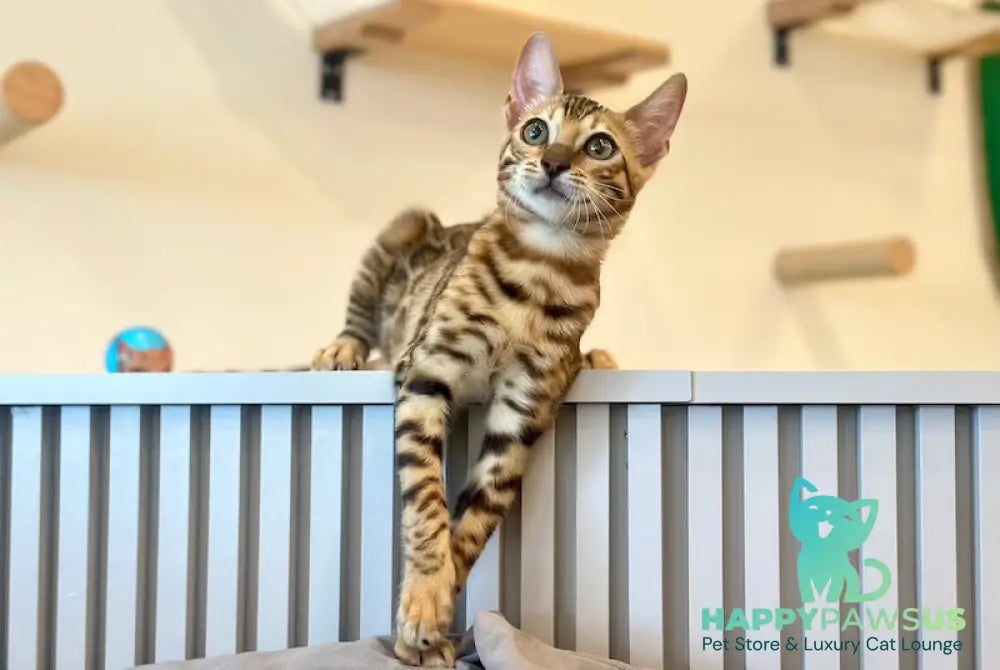 Aura Bengal female black spotted tabby - live animals