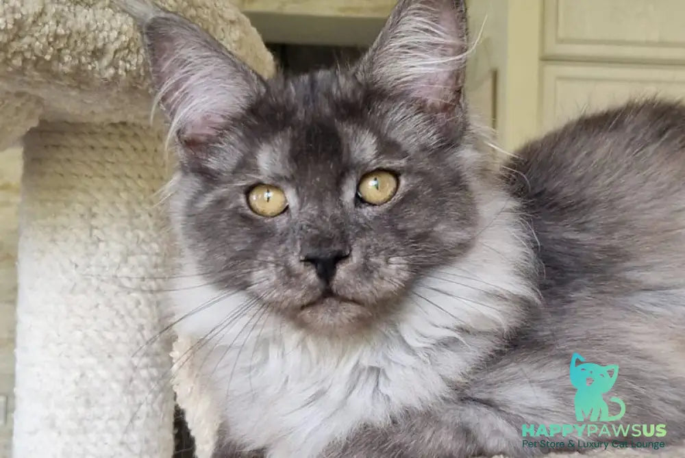 Aura Maine Coon female black silver - live animals