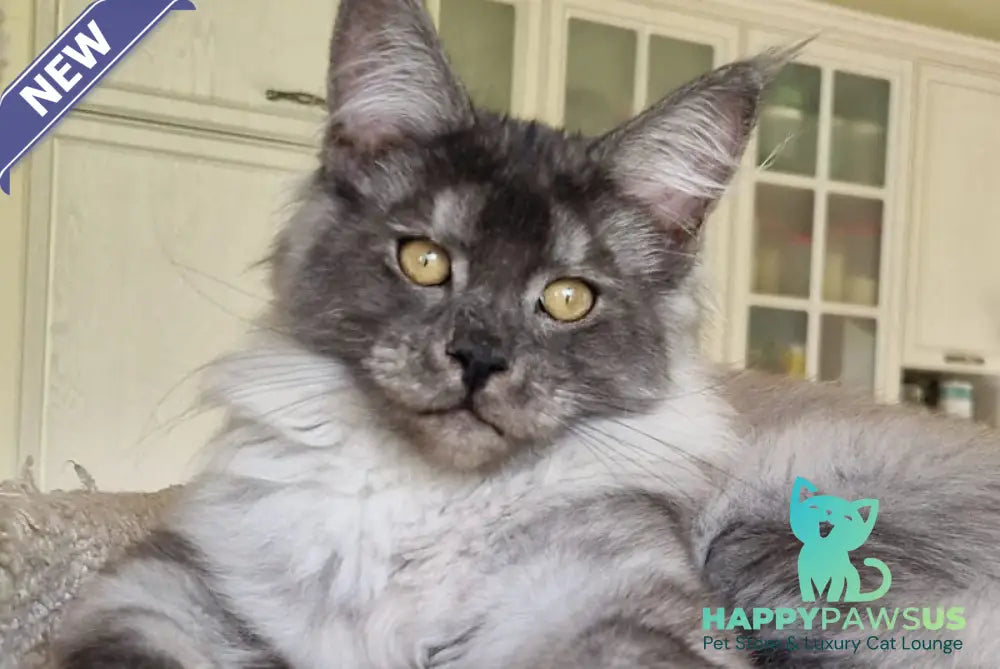 Aura Maine Coon female black silver - live animals