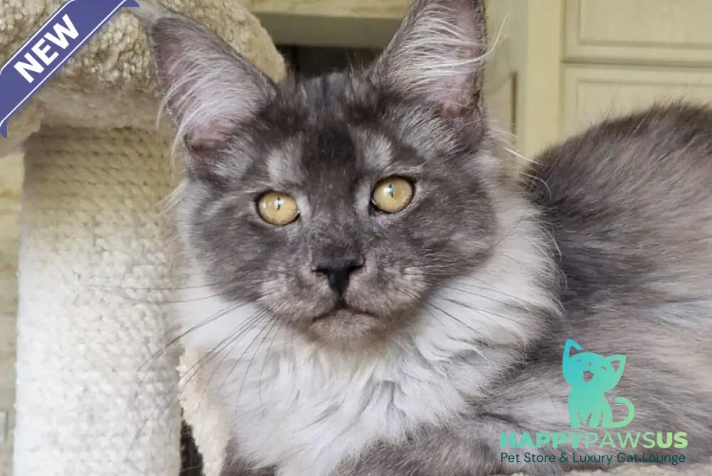 Aura Maine Coon female black silver - live animals
