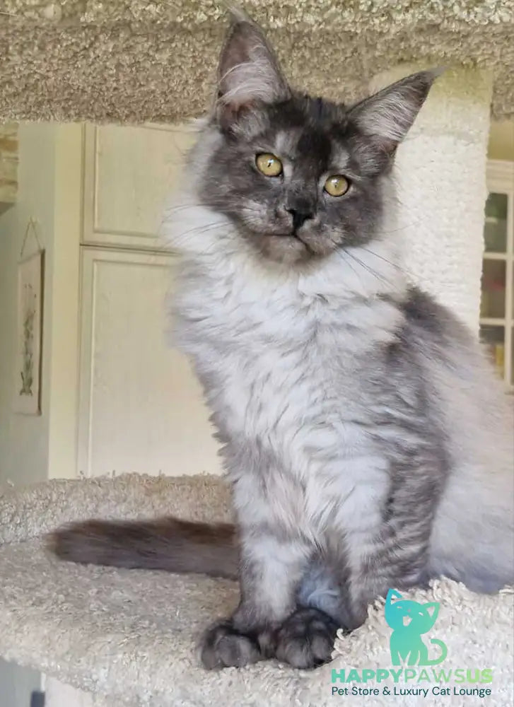 Aura Maine Coon female black silver - live animals