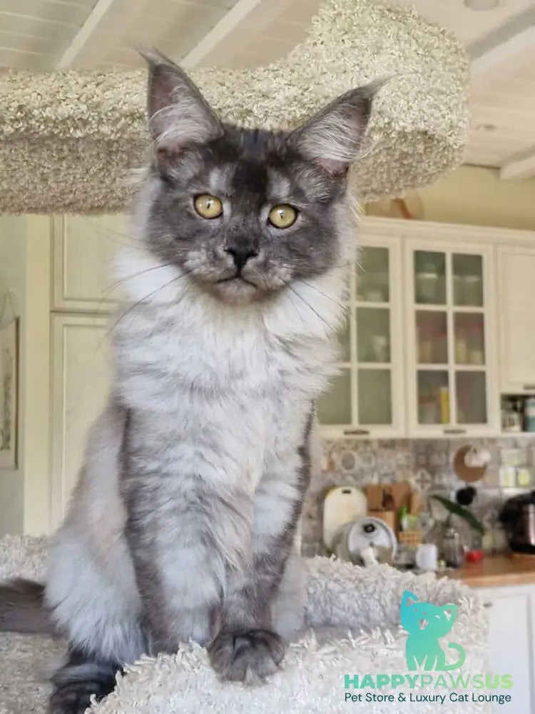 Aura Maine Coon female black silver - live animals