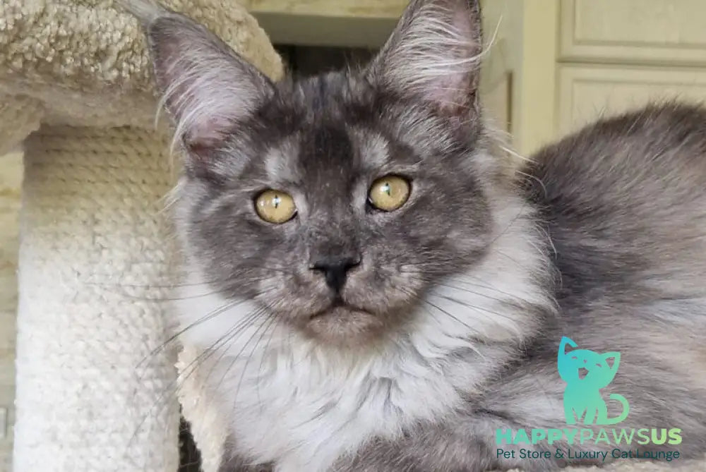 Aura Maine Coon female black silver - live animals