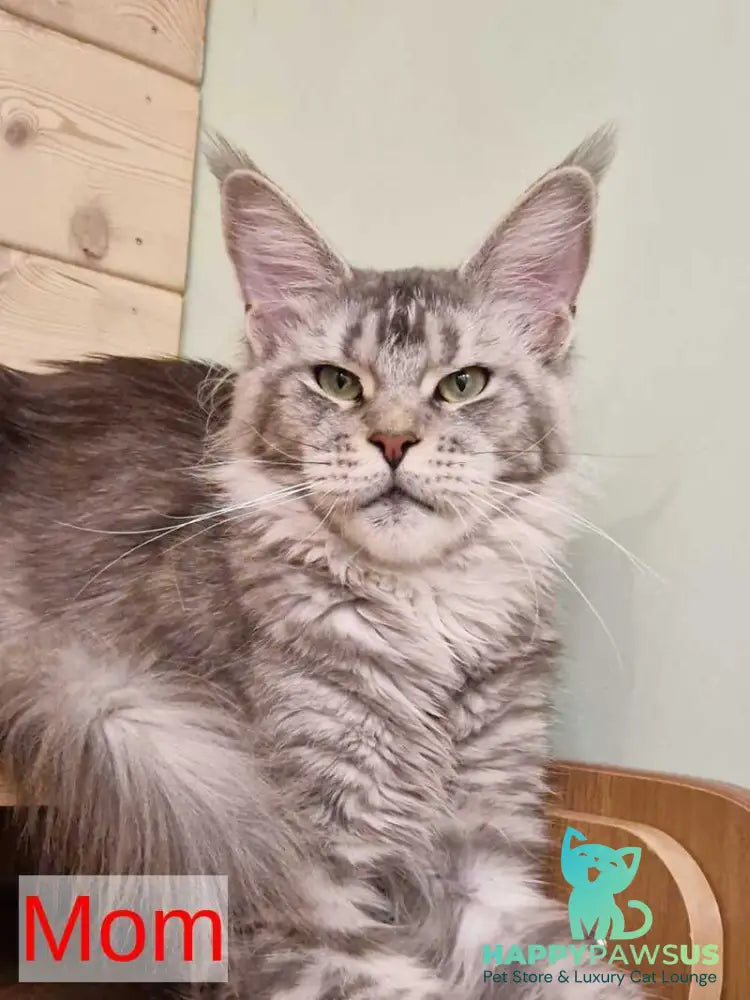 Aura Maine Coon female black silver - live animals