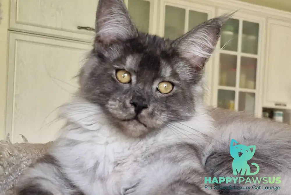 Aura Maine Coon female black silver - live animals