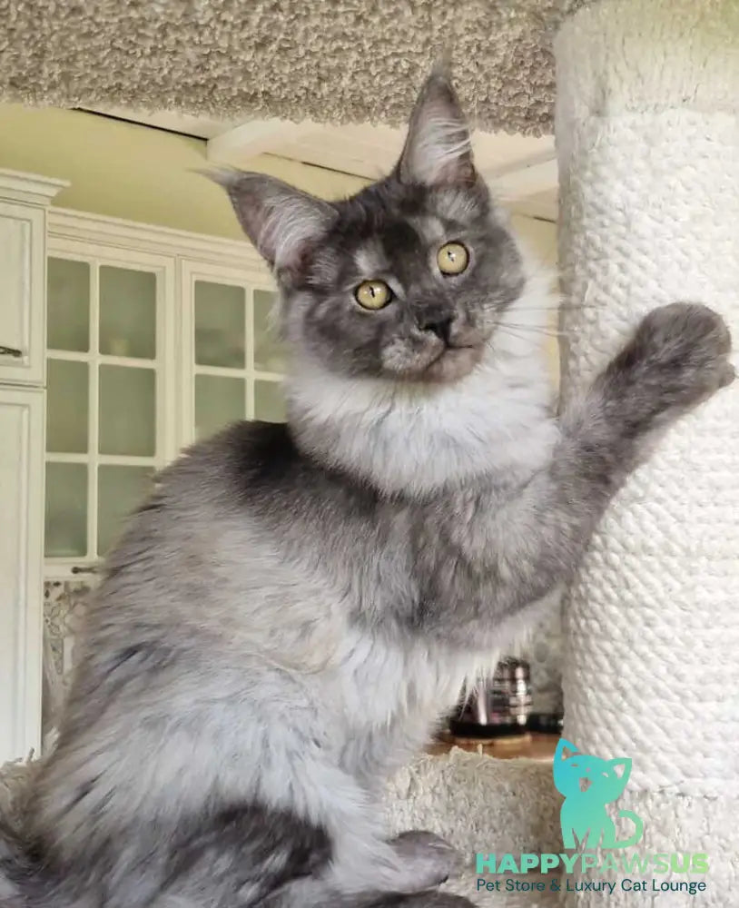Aura Maine Coon female black silver - live animals