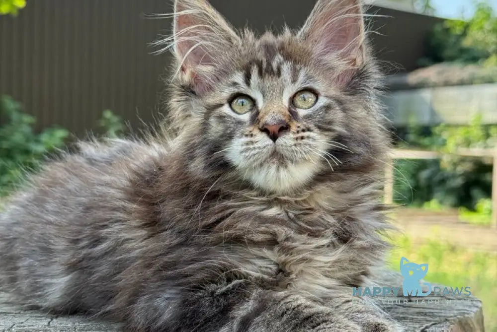 Aura Maine Coon female black tabby live animals