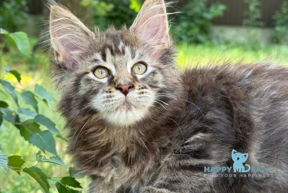 Aura Maine Coon female black tabby live animals