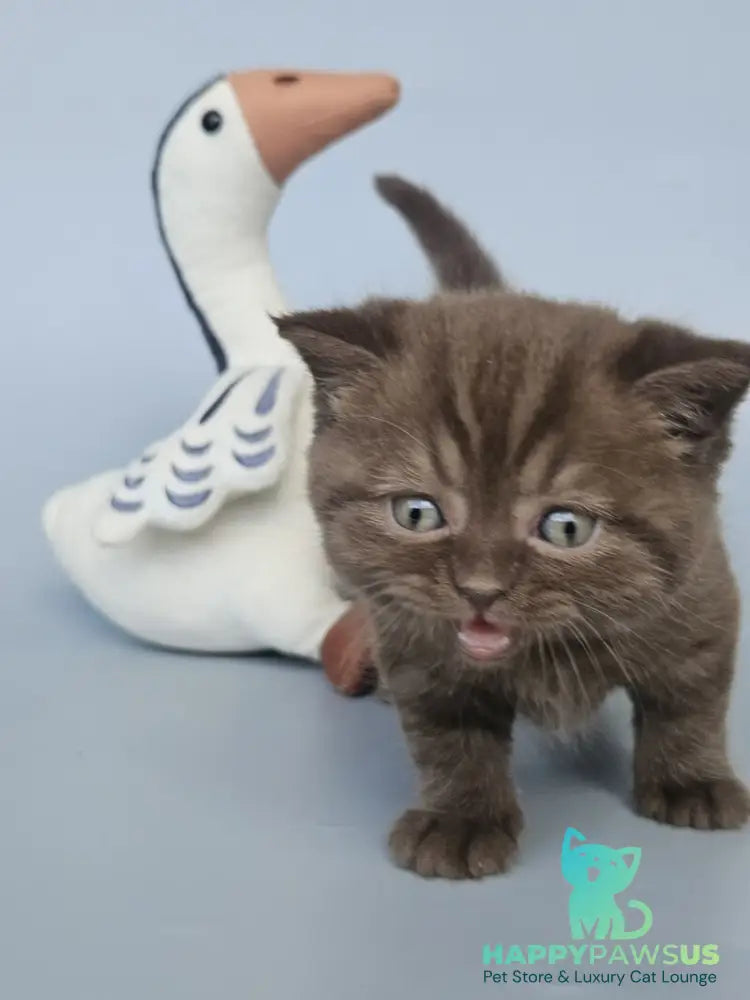 Aurelia British Shorthair female chocolate - live animals