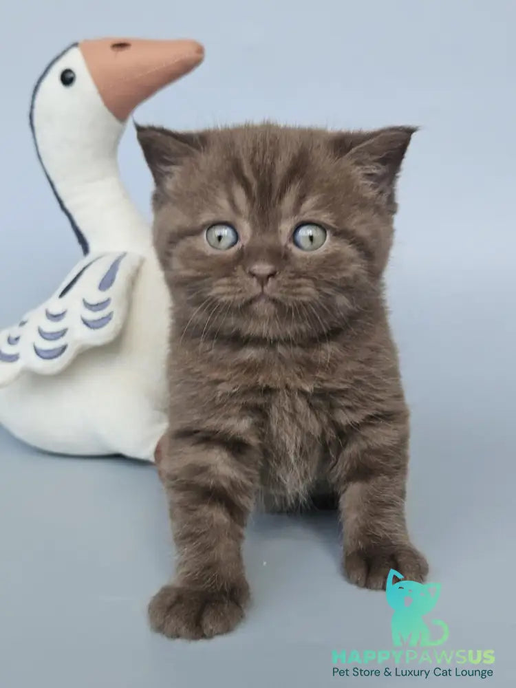Aurelia British Shorthair female chocolate - live animals