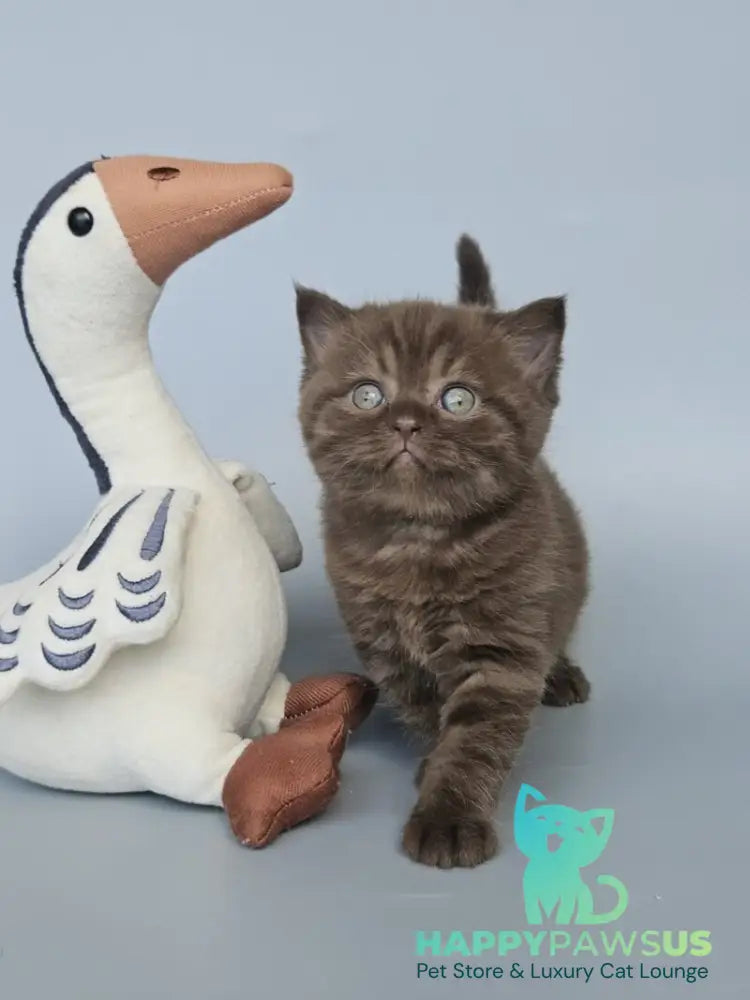 Aurelia British Shorthair female chocolate - live animals