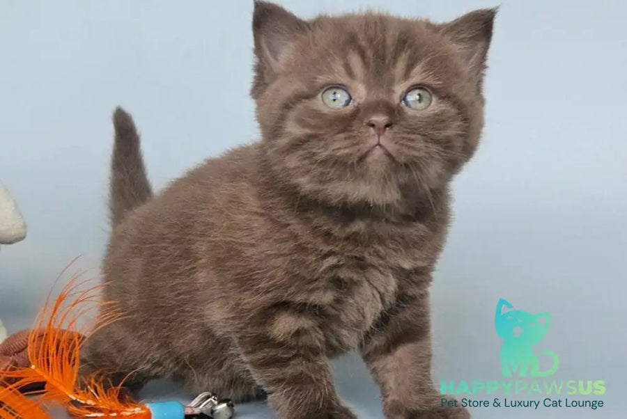 Aurelia British Shorthair female chocolate - live animals