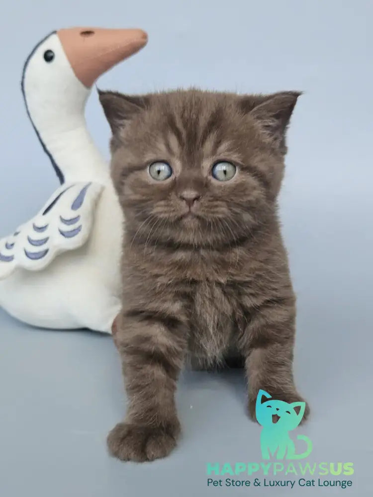 Aurelia British Shorthair female chocolate - live animals