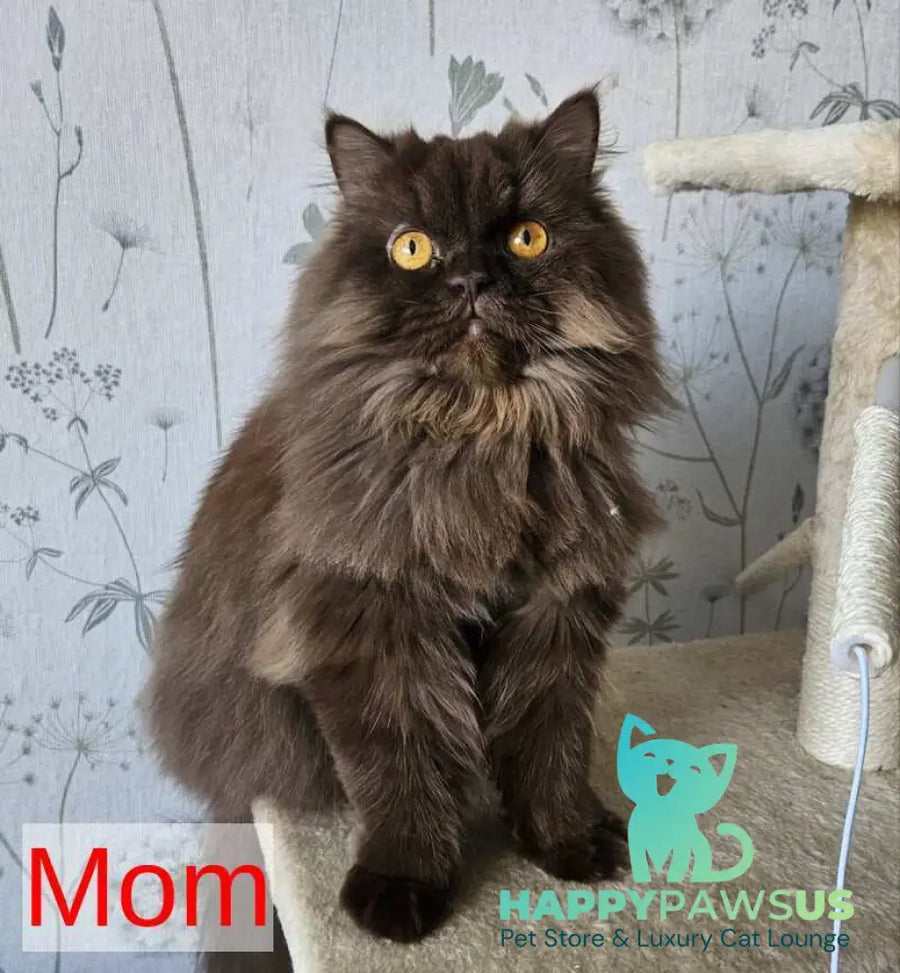 Aurelia British Shorthair female chocolate - live animals