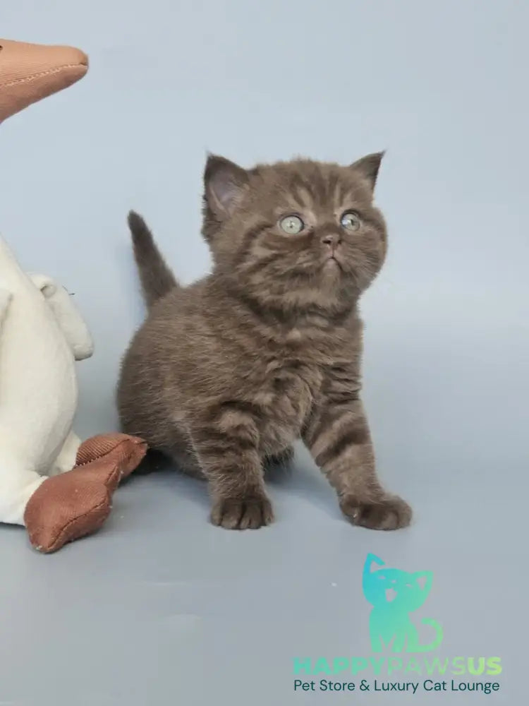 Aurelia British Shorthair female chocolate - live animals