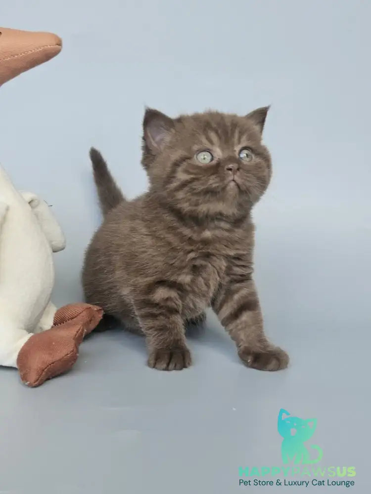 Aurelia British Shorthair female chocolate - live animals