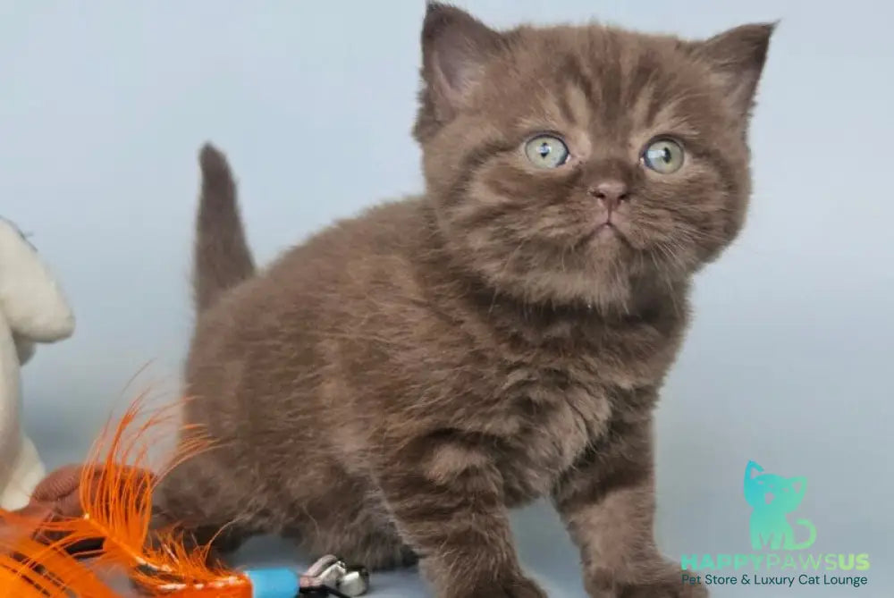 Aurelia British Shorthair female chocolate - live animals