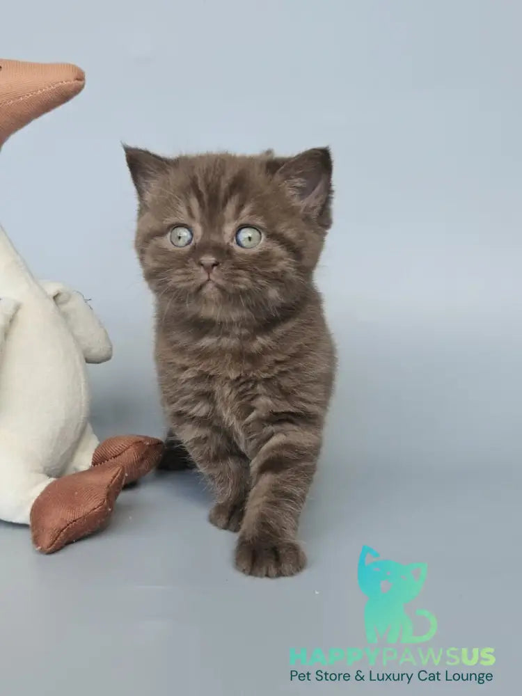 Aurelia British Shorthair female chocolate - live animals