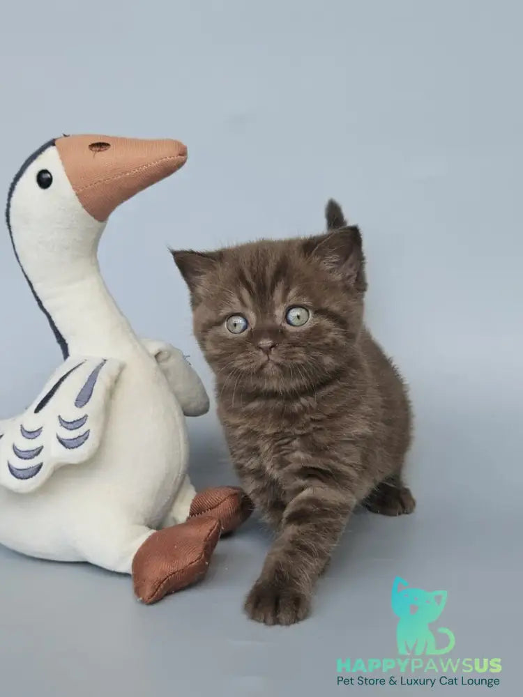 Aurelia British Shorthair female chocolate - live animals
