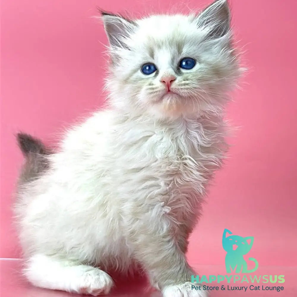 Aurelia Siberian female seal tabby pointed - live animals