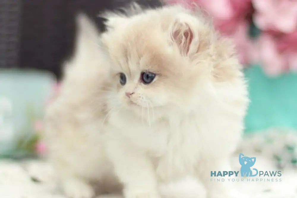 Aurora British Longhair female blue golden shaded bicolour - live animals