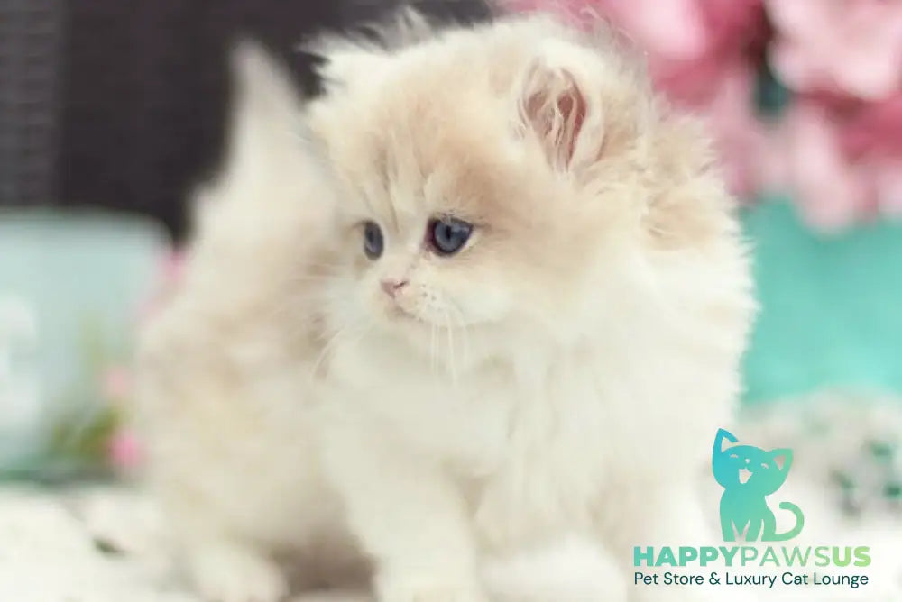 Aurora British Longhair female blue golden shaded bicolour - live animals