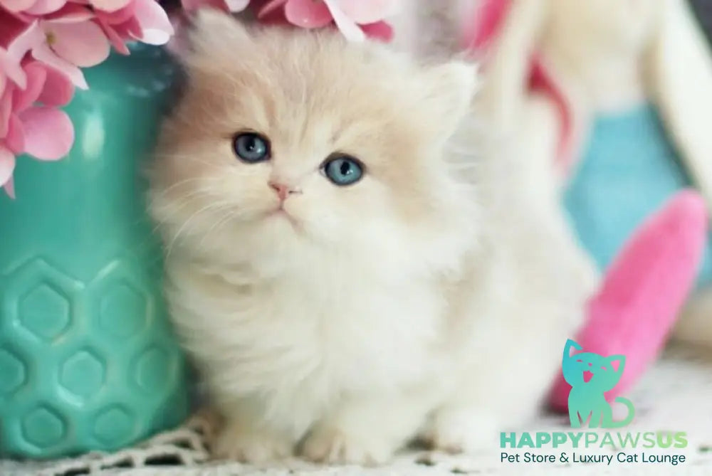 Aurora British Longhair female blue golden shaded bicolour - live animals