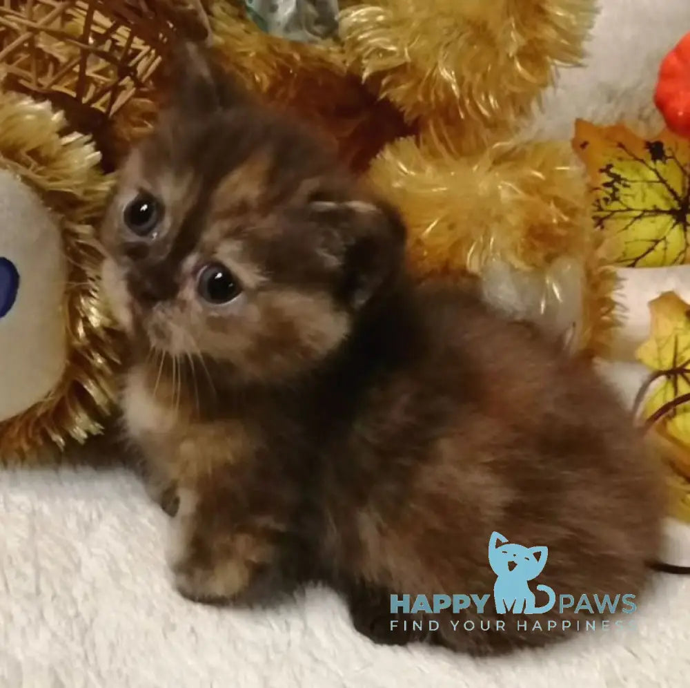 Aurora Munchkin female chocolate tortie live animals