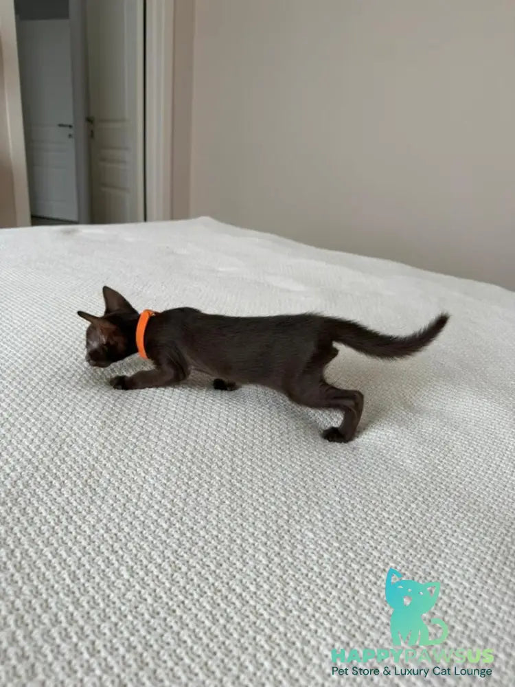Aurora Oriental Shorthair female chocolate - live animals