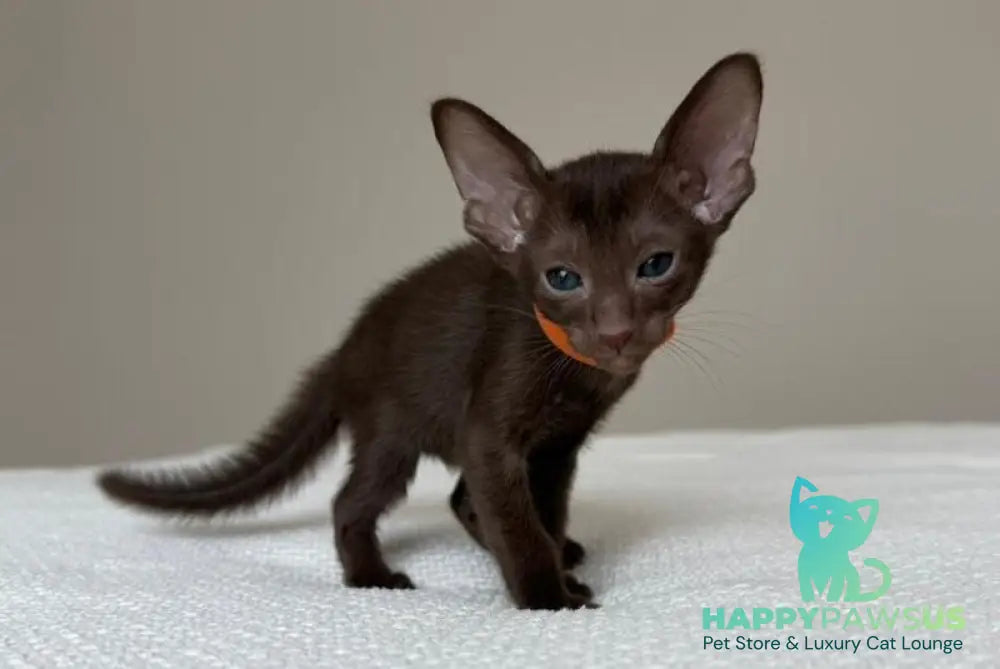 Aurora Oriental Shorthair female chocolate - live animals