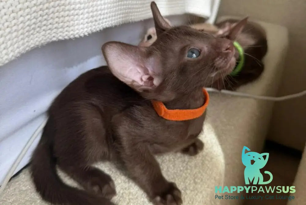 Aurora Oriental Shorthair female chocolate - live animals
