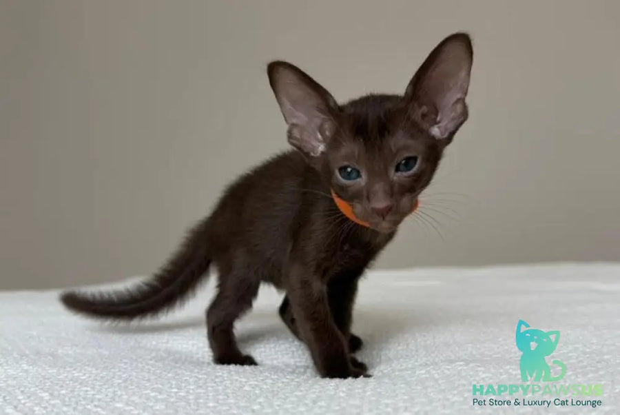 Aurora Oriental Shorthair female chocolate - live animals