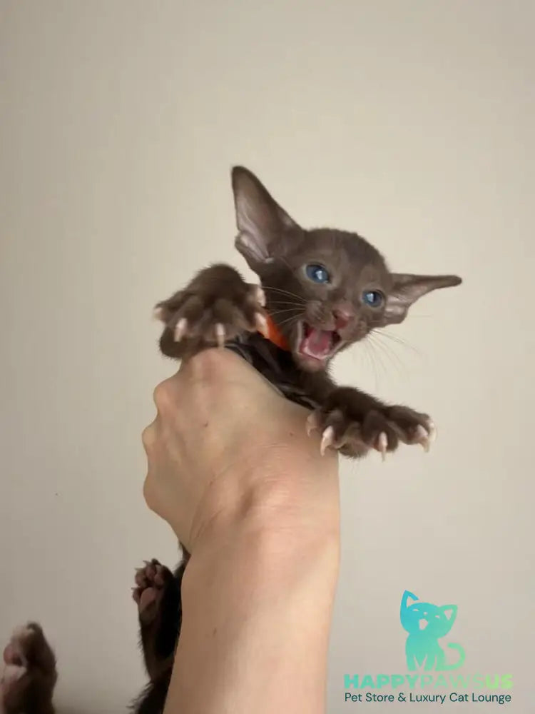 Aurora Oriental Shorthair female chocolate - live animals