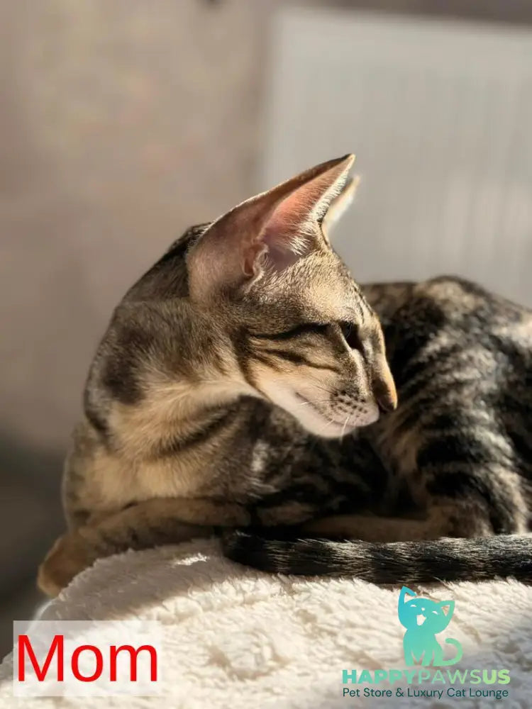 Aurora Oriental Shorthair female chocolate - live animals