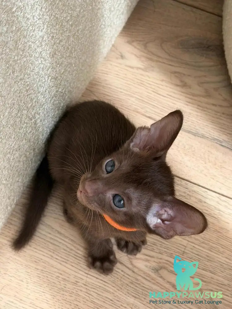 Aurora Oriental Shorthair female chocolate - live animals