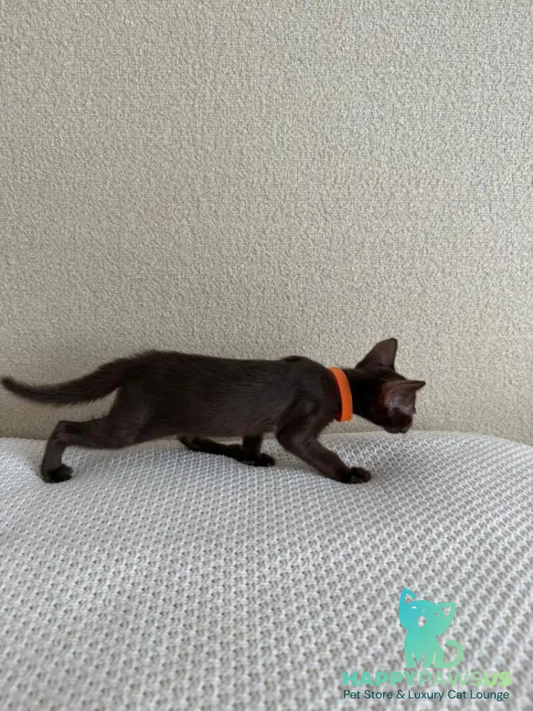 Aurora Oriental Shorthair female chocolate - live animals