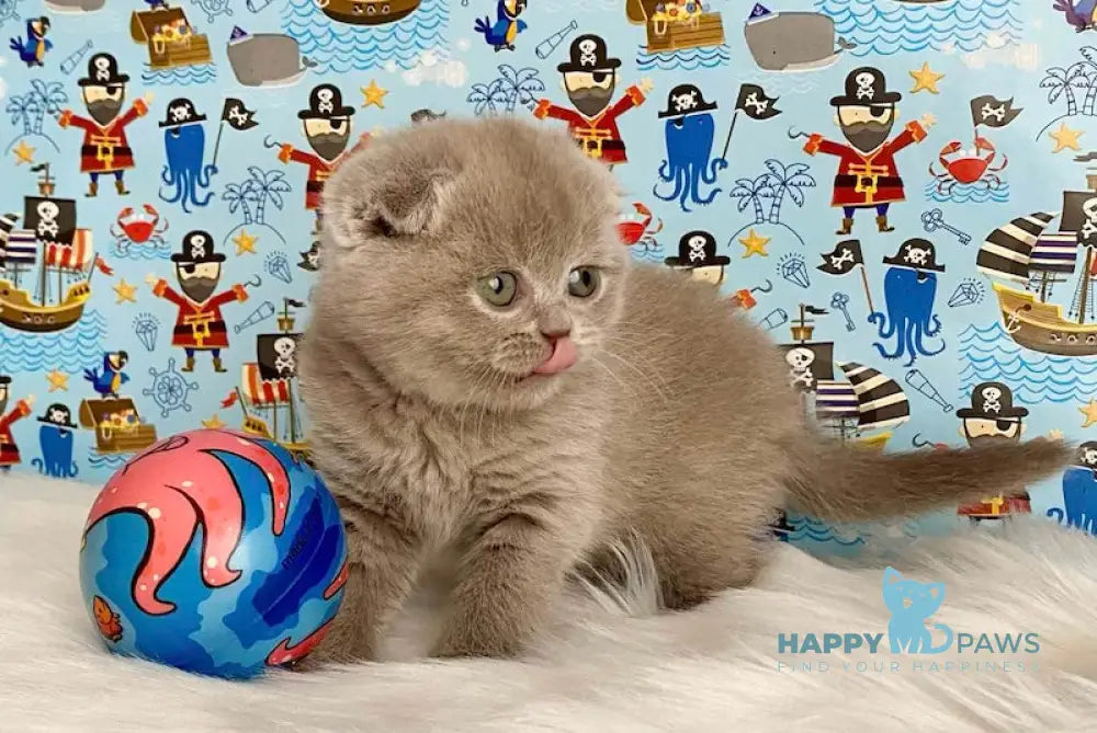 Aurora Scottish Fold female lilac live animals