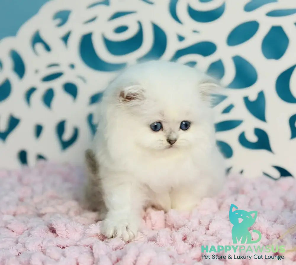 Aurora Scottish Straight female black silver shaded pointed - live animals